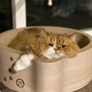 Meet your Posher, Jiayi